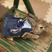 funny animals