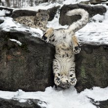 �funny animals