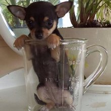 �funny animals