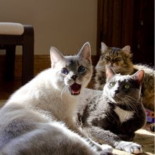 funny animals