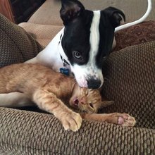 funny animals