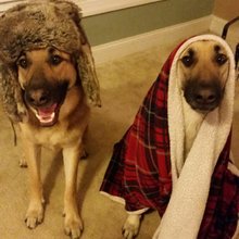 funny animals