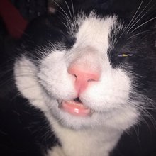 funny animals