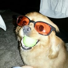 funny animals