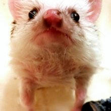 funny animals