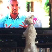�������, ���������� � �������� ����
