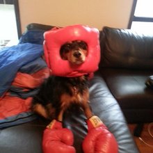 funny animals
