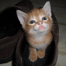 funny animals