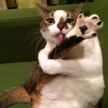 funny animals