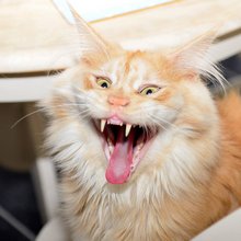 funny animals