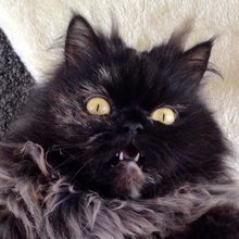 funny animals