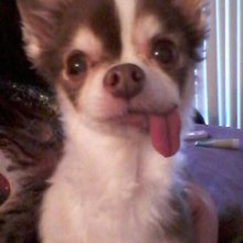 funny animals