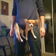 funny animals