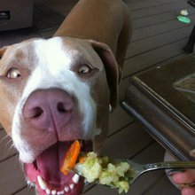 funny animals