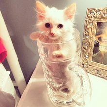 funny animals