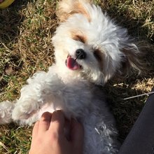 funny animals