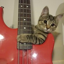 funny animals