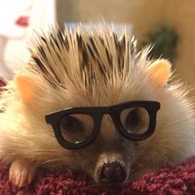 funny animals