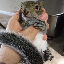 funny animals