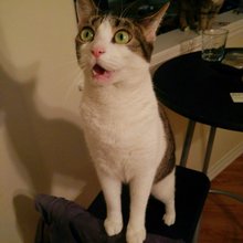 funny animals