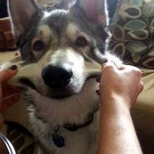 funny animals