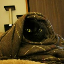 funny animals