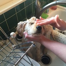 funny animals