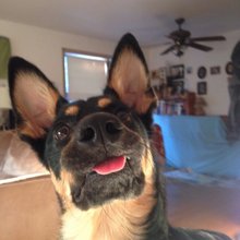 funny animals
