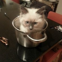 funny animals