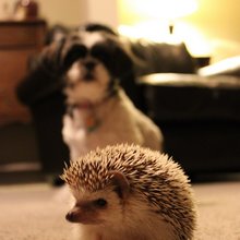 funny animals