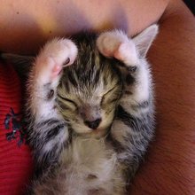 funny animals