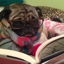 funny animals