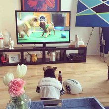 funny animals
