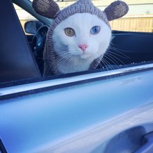 funny animals