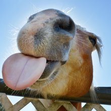 funny animals