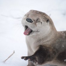 funny animals