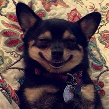 funny animals