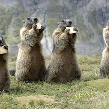 funny animals