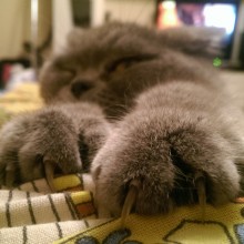 �������, ���������� � �������� ����