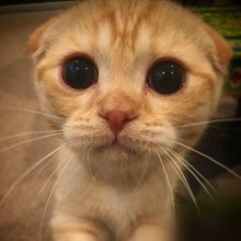 �������, ���������� � �������� ����