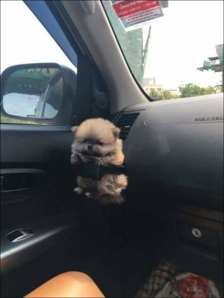 �������, ���������� � �������� ����