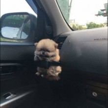�������, ���������� � �������� ����