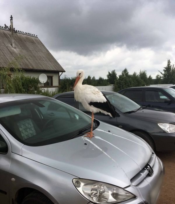�������, ���������� � �������� ����