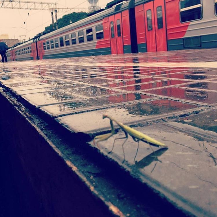 �������, ���������� � �������� ����