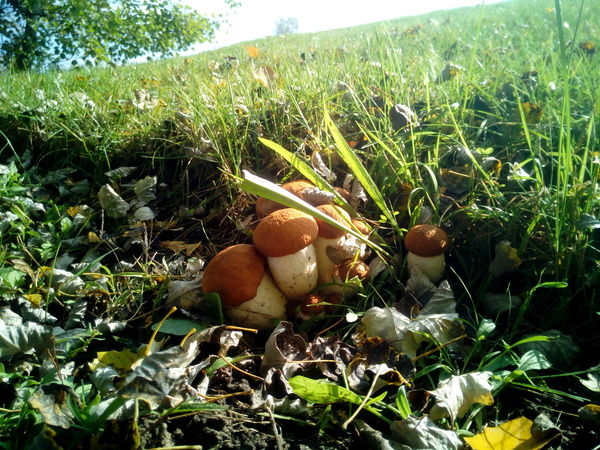 �������, ���������� � �������� ����