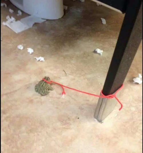 �������, ���������� � �������� ����