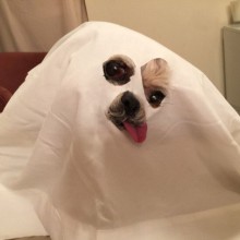 �������, ���������� � �������� ����