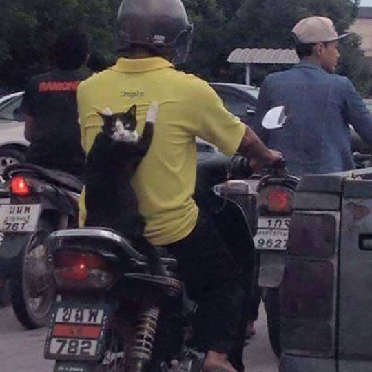 �������, ���������� � �������� ����
