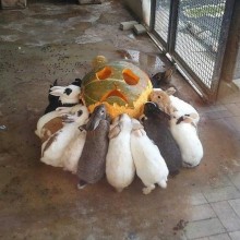 �������, ���������� � �������� ����