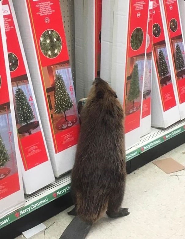 �������, ���������� � �������� ����